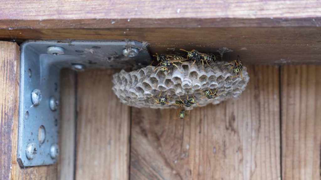 Wasp in furniture sheds