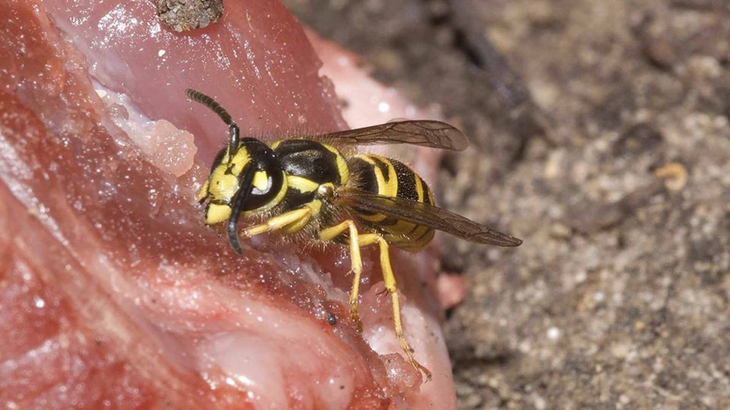 yellow jacket in garden sheds