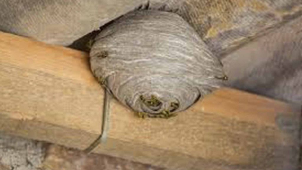 Wasps in attic spaces