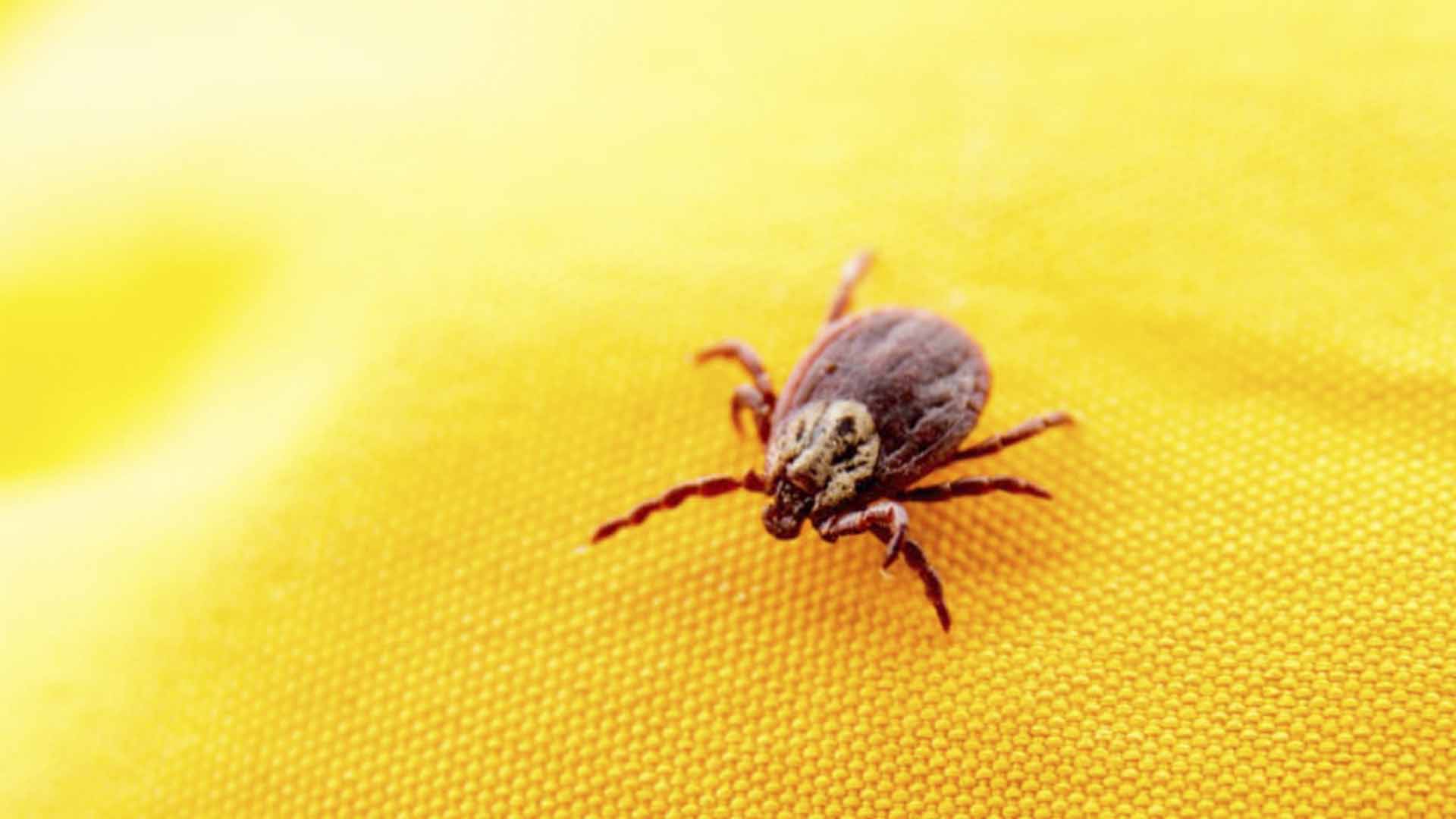 ticks in furniture