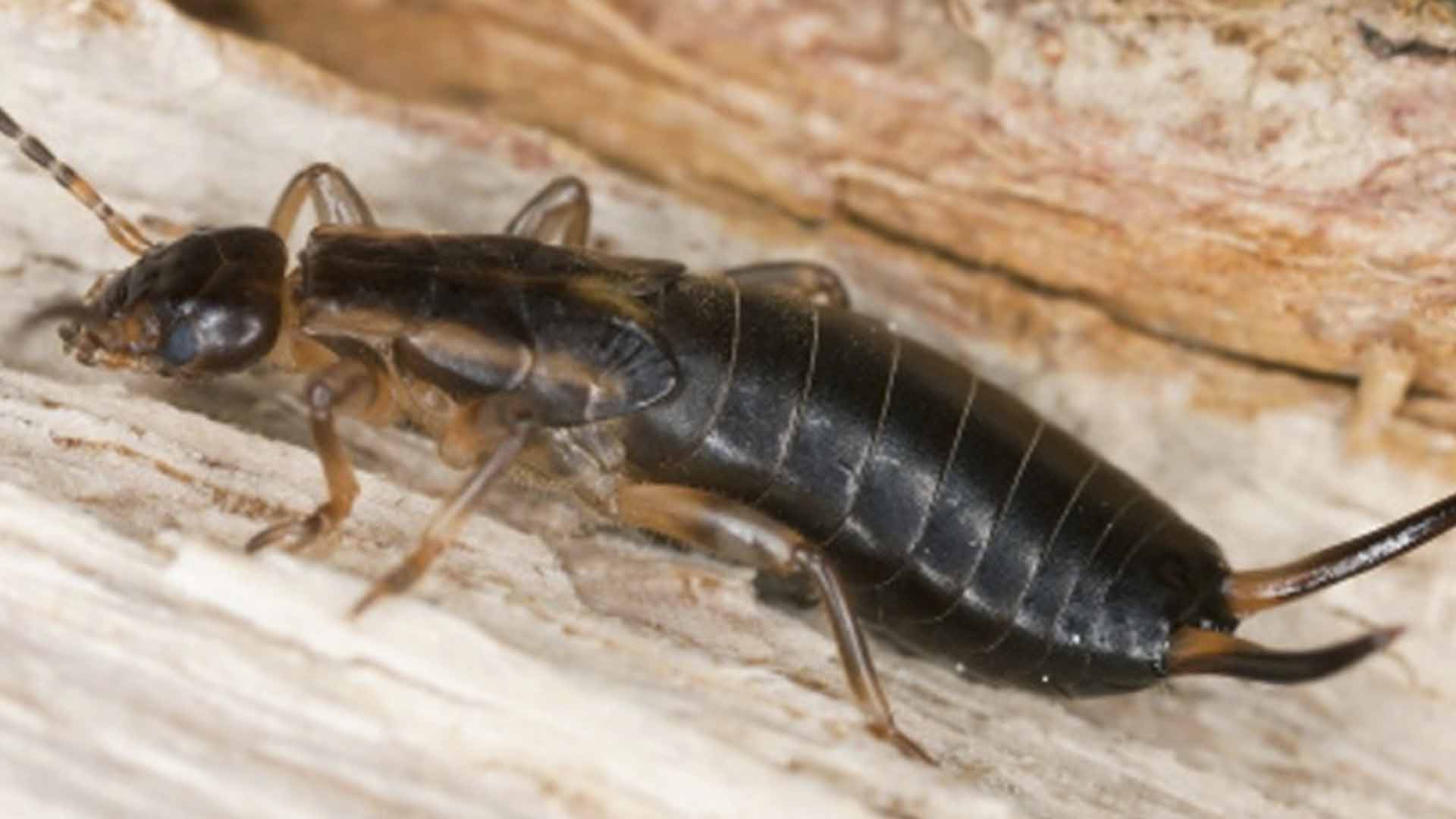 earwigs in bathroom and damp areas