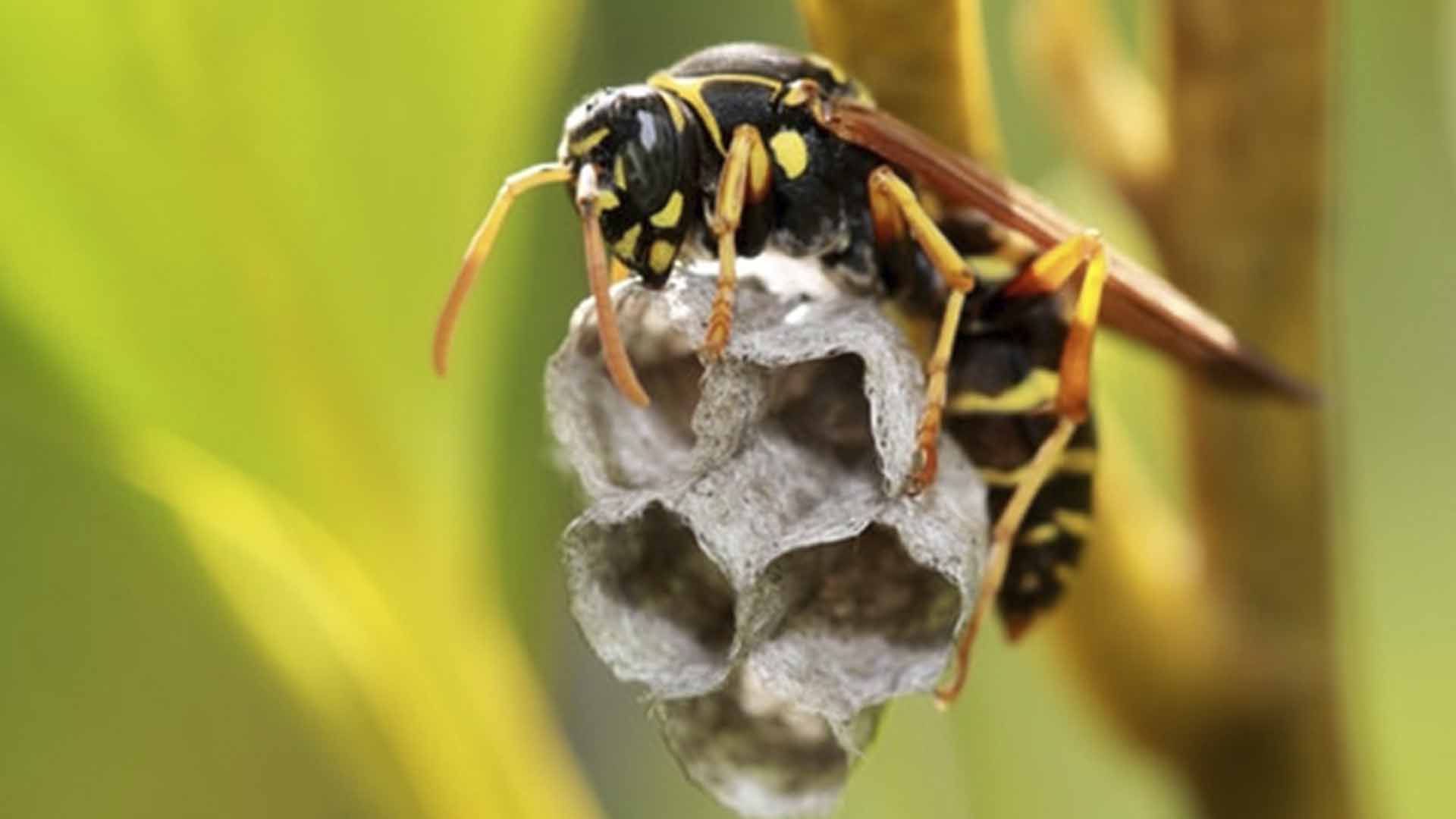 wasps sting