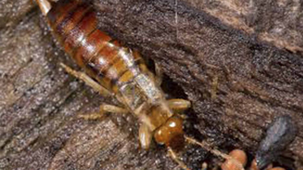 earwigs in cracks