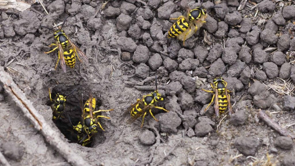 yellowjacket in ground