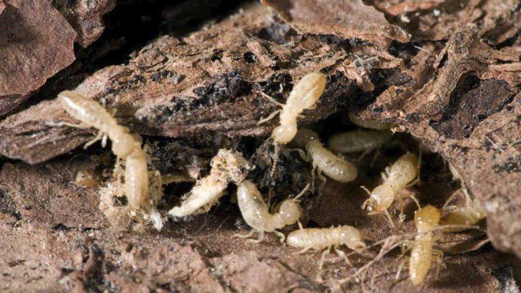 termite in garden