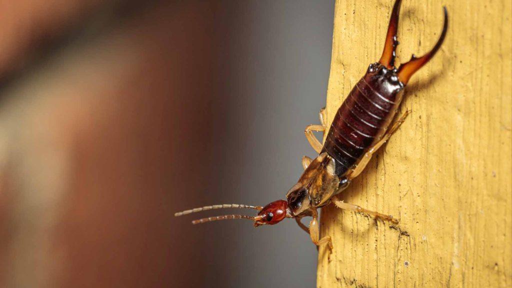 earwigs in kitchen