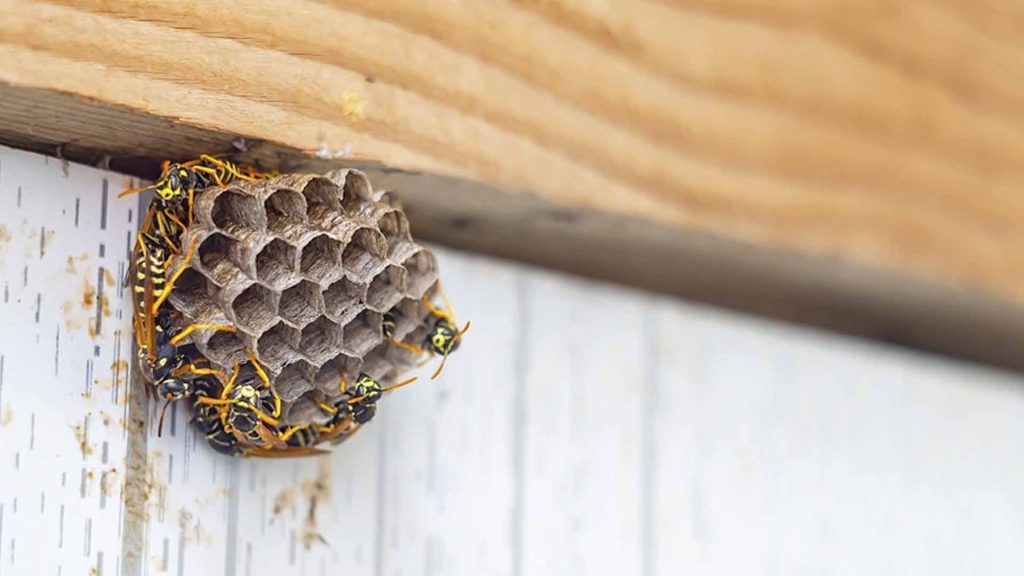 wasps in gutters