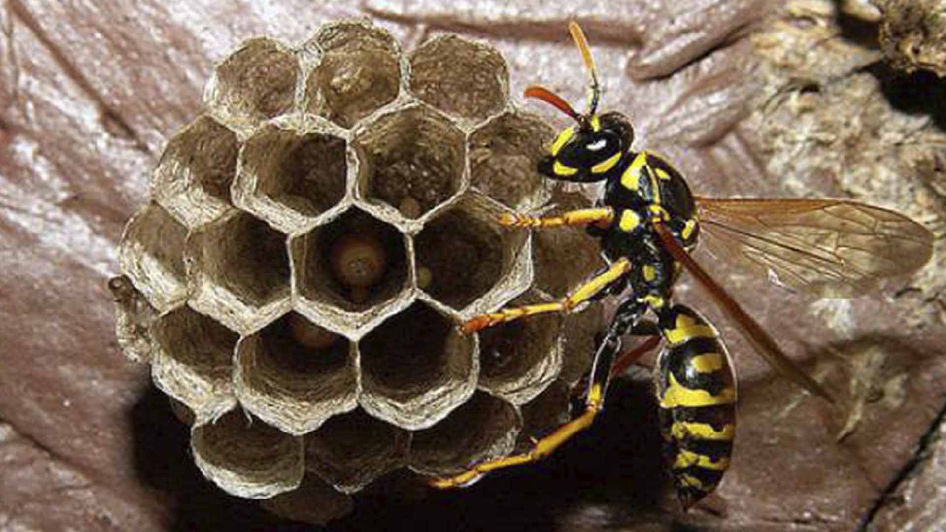 Yellowjacket Foraging