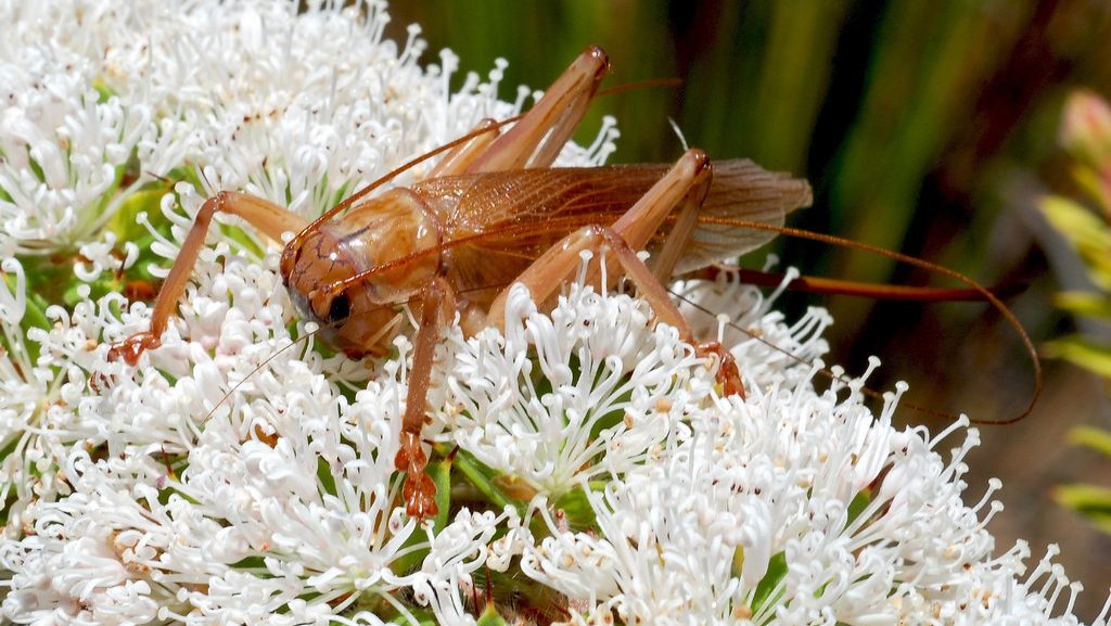 what do cricket eat