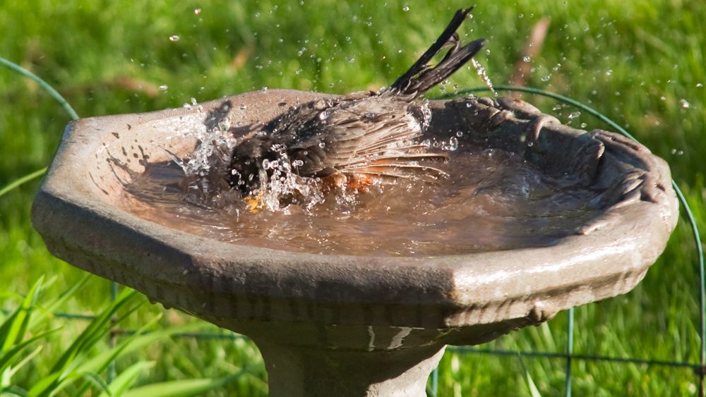 Birdbaths