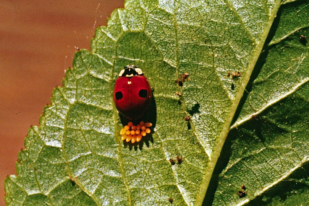 Ladybug egg