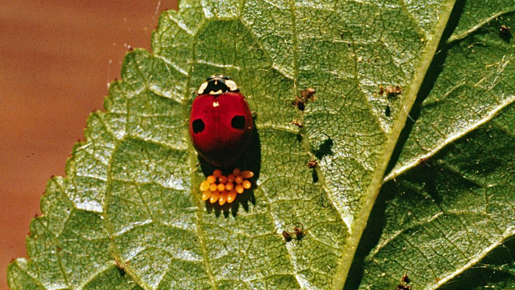 Ladybug egg