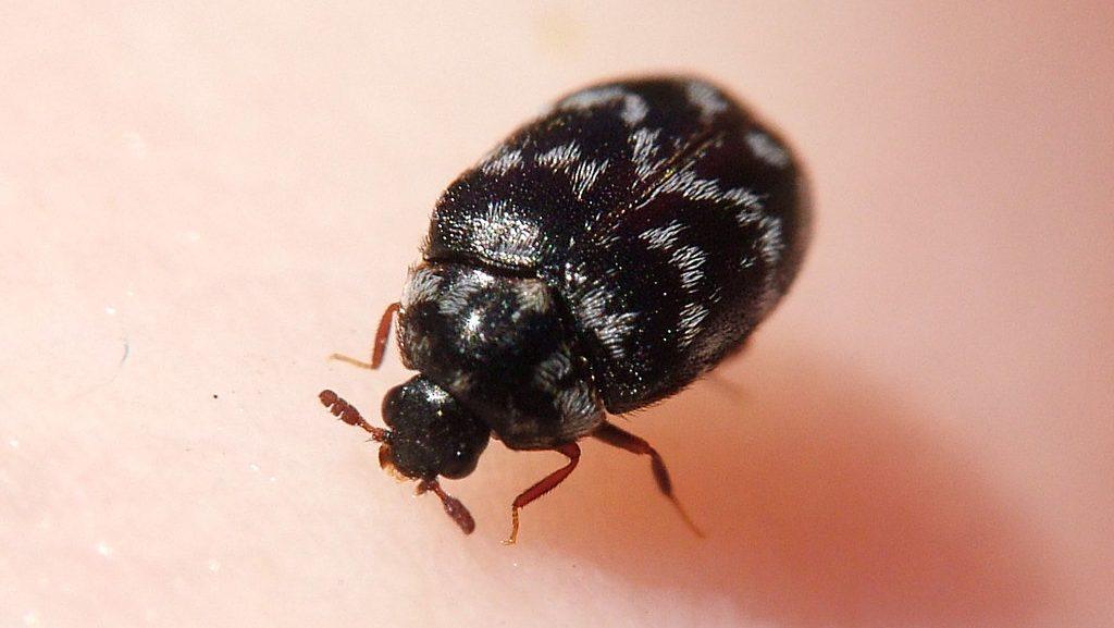 carpet beetle rash