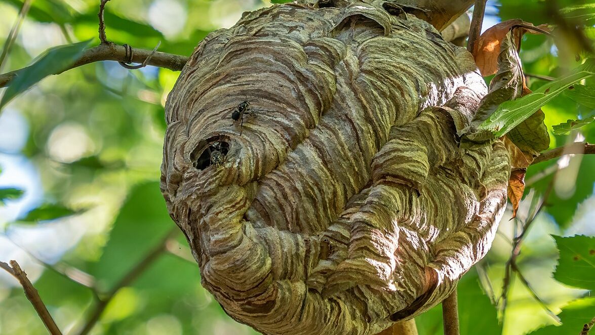 Bald Faced Hornet nest