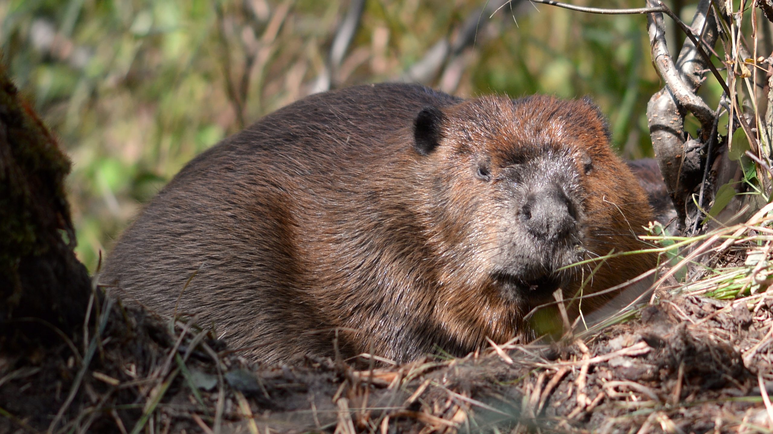 beaver, rodents