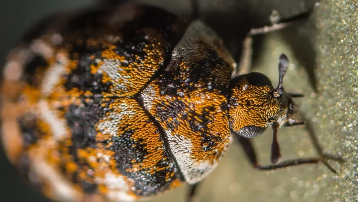 carpet beetle