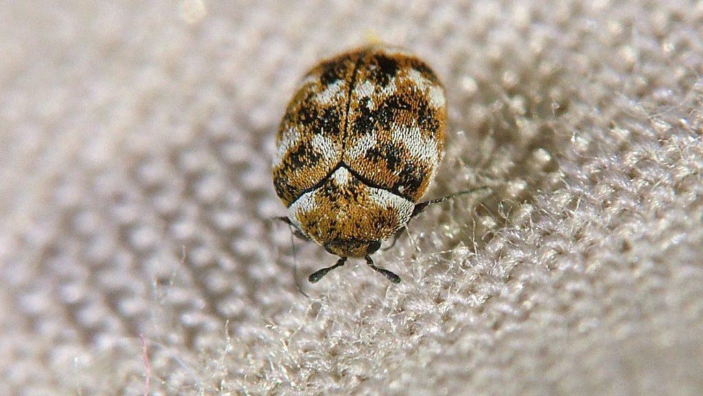 carpet beetle, beetle, get rid of carpet beetle