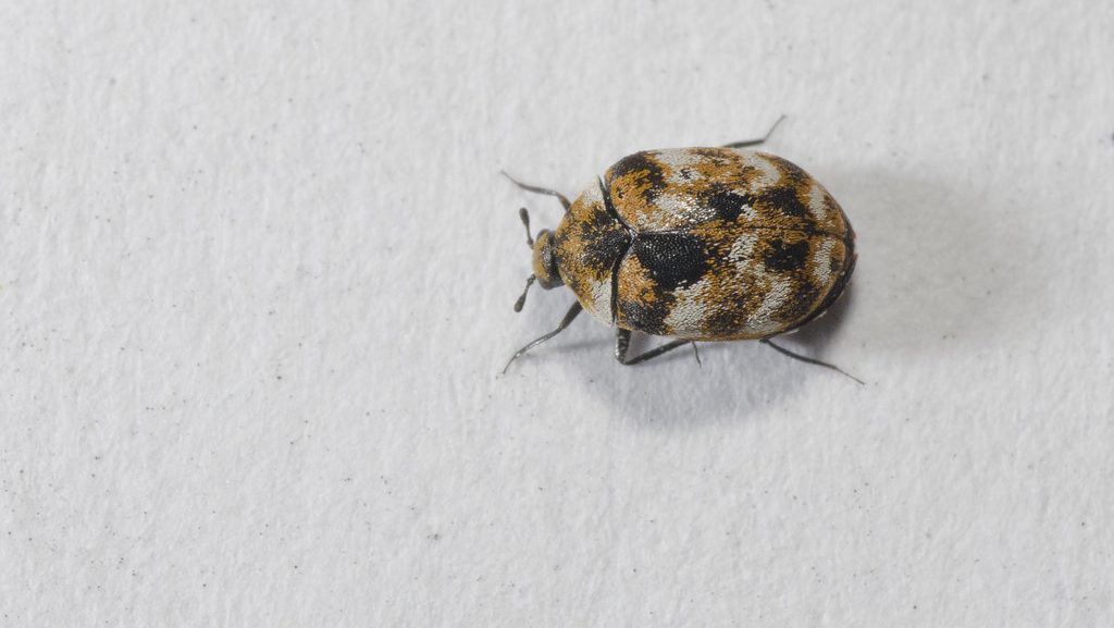 carpet beetle