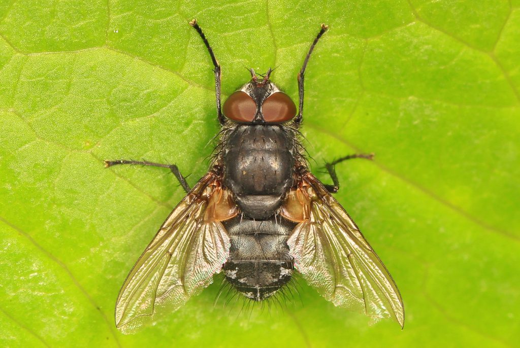 Cluster fly, identify flies