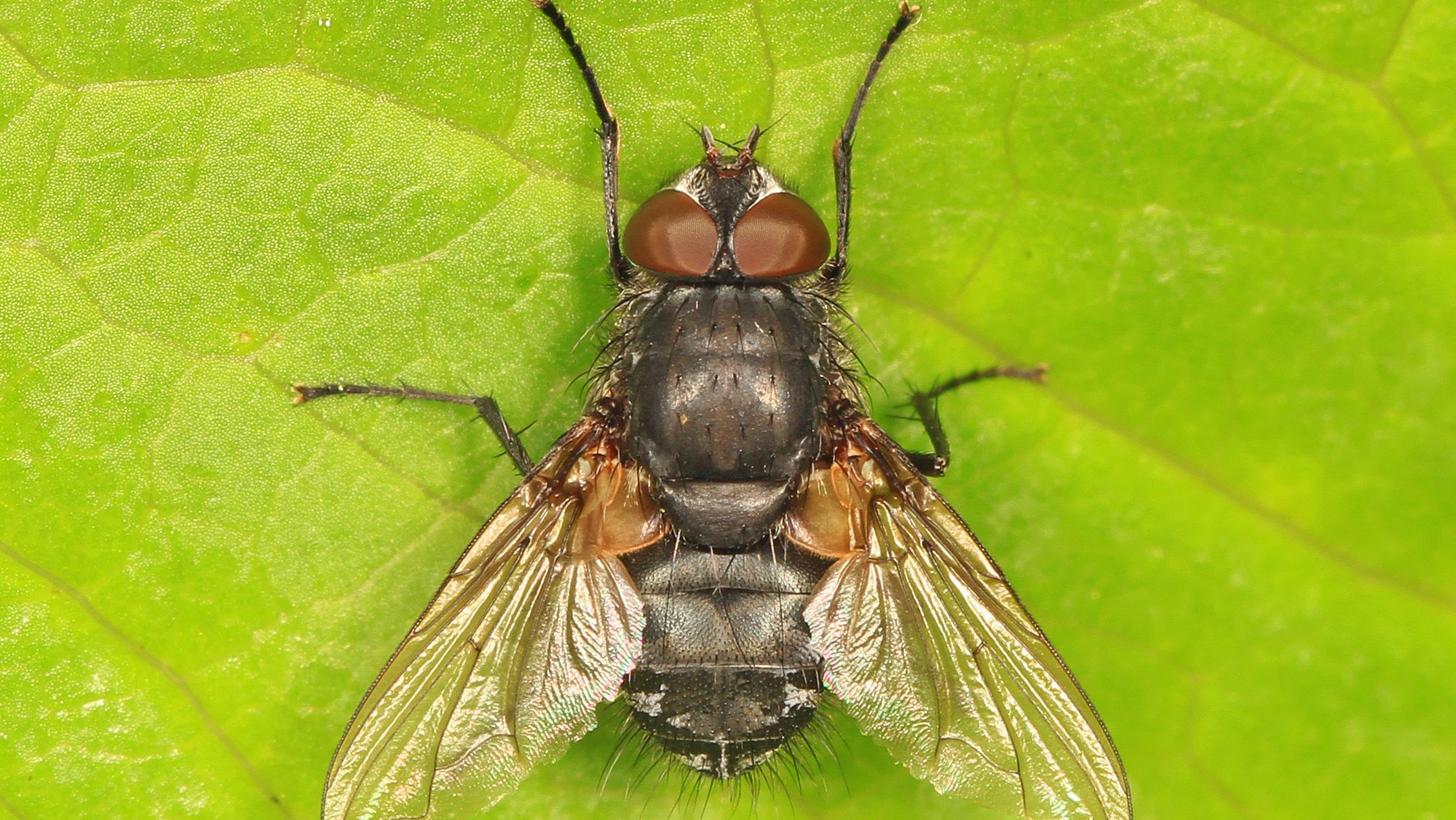 Cluster fly, identify flies