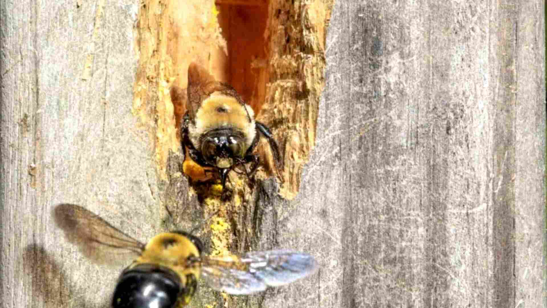 bees in exterior walls