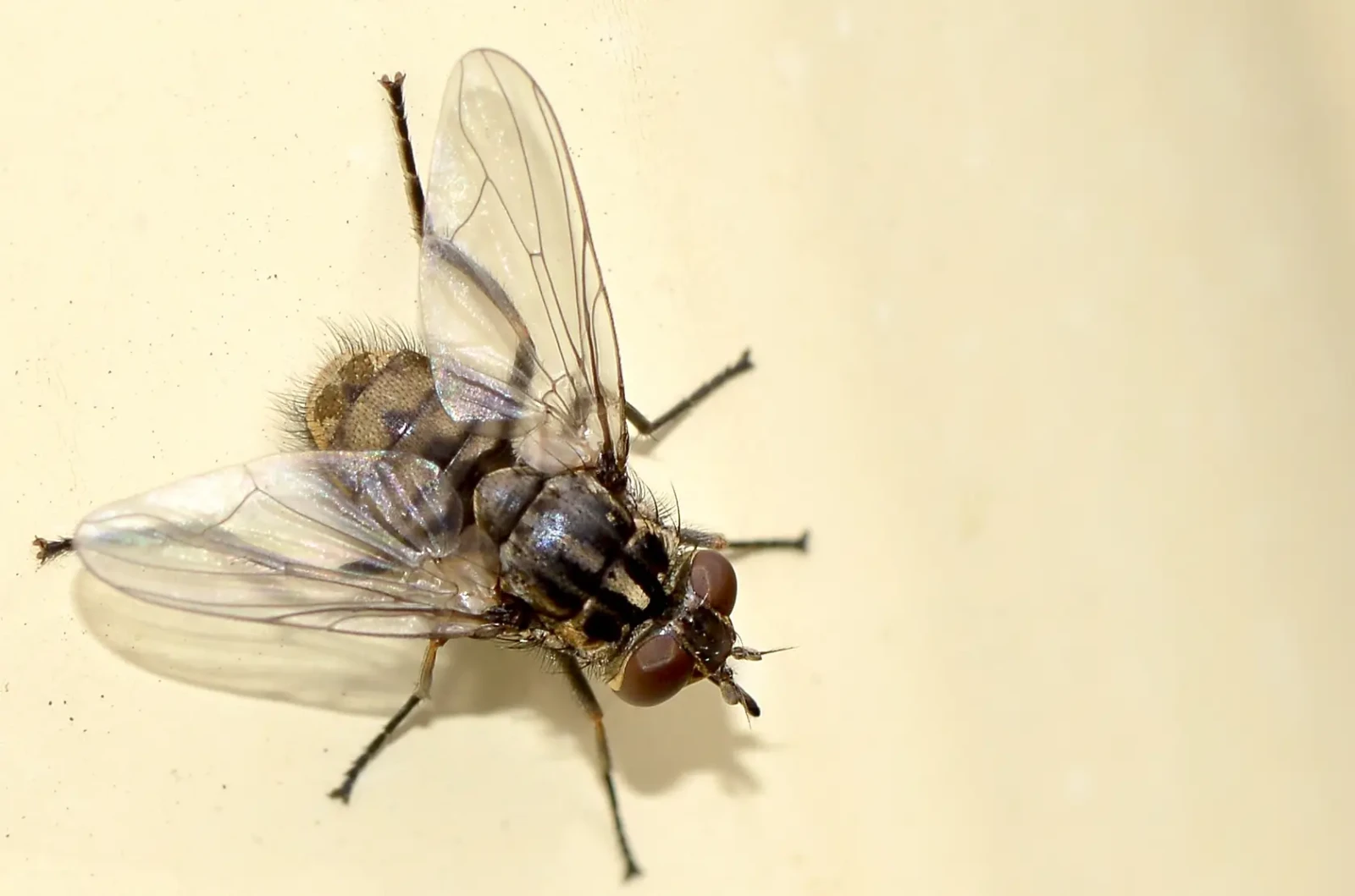 Dog fly, type of flies