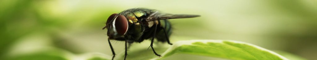 Life Cycle of Flies