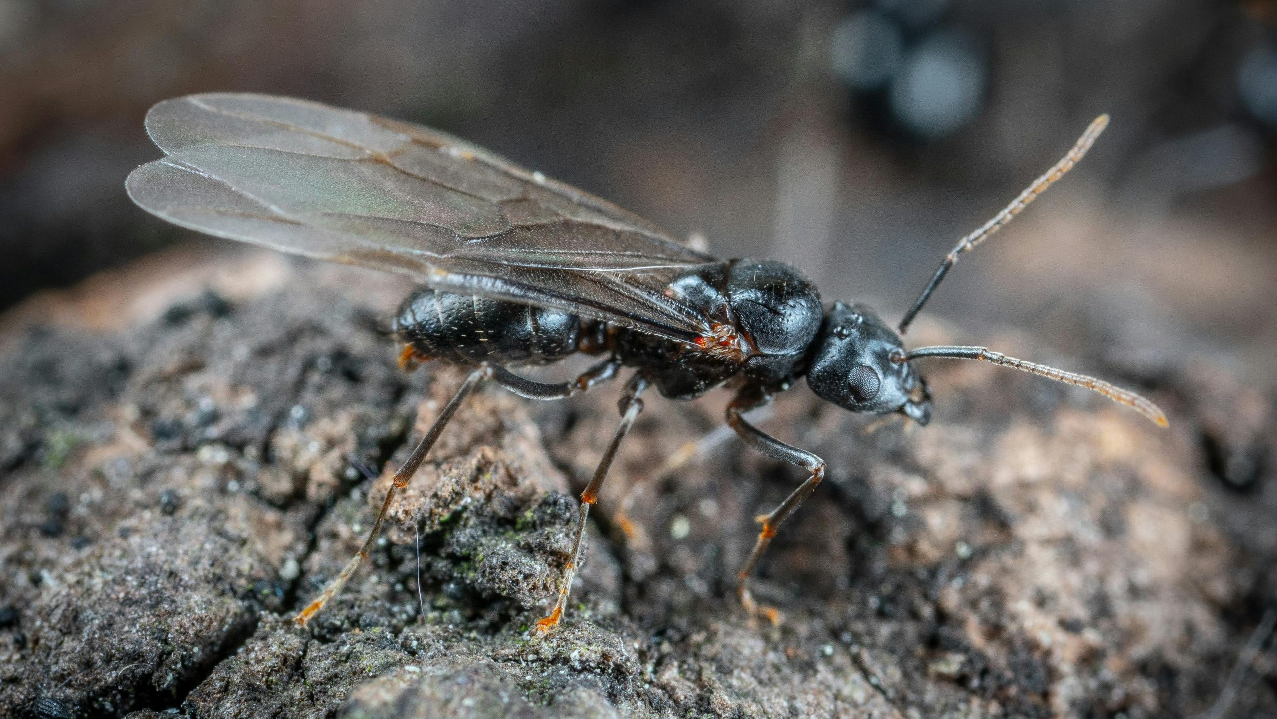 flying ants