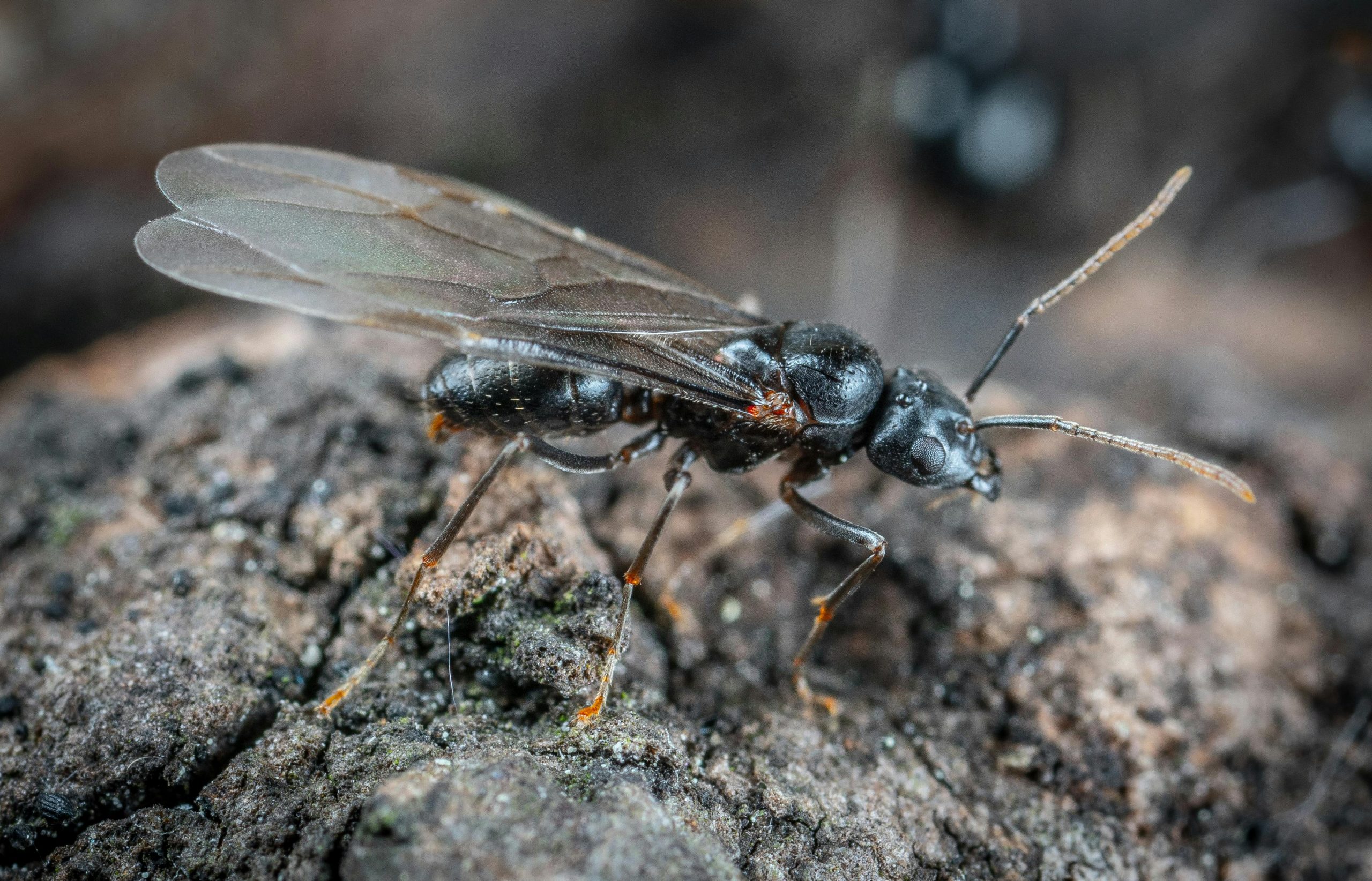 flying ants