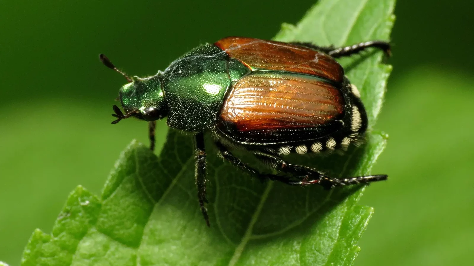 japanese beetle