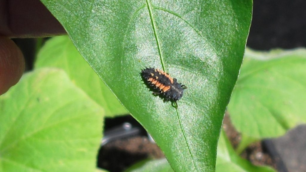 Ladybug larva