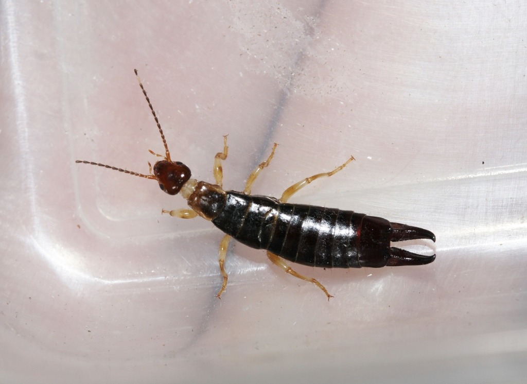 Ring-legged Earwig