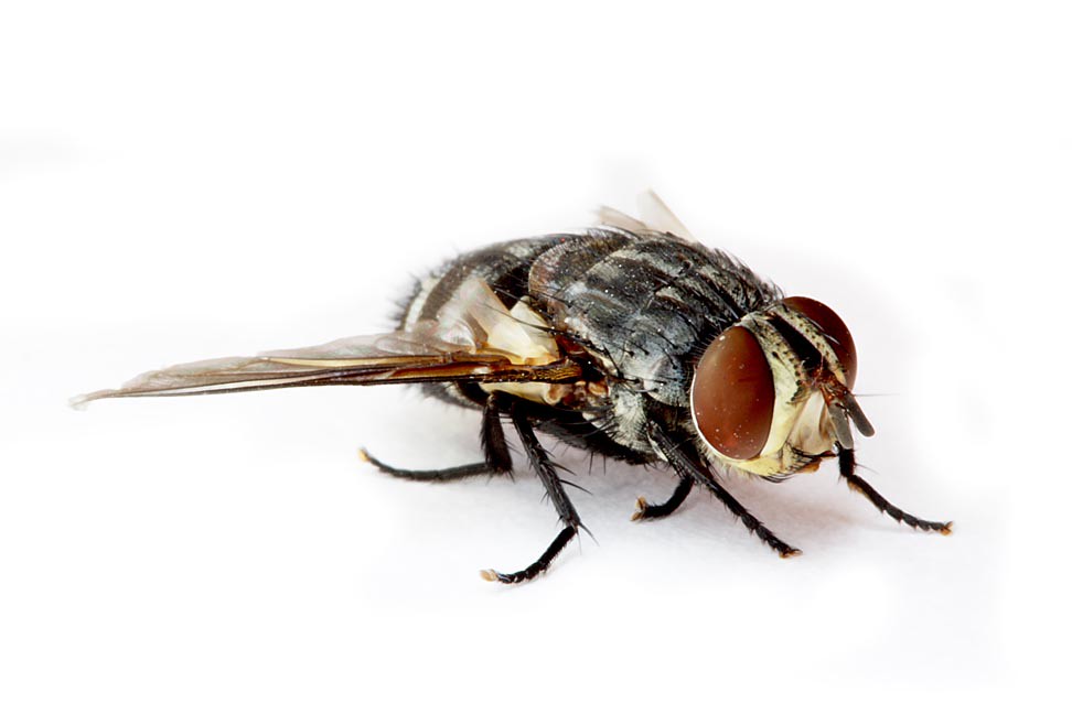 Sand fly, types of flies