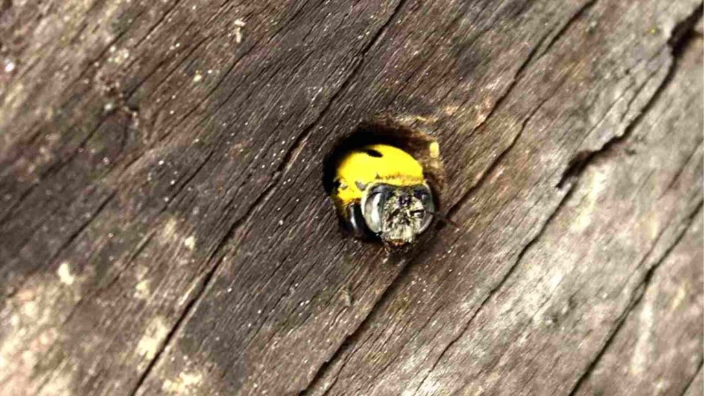 bees on tree