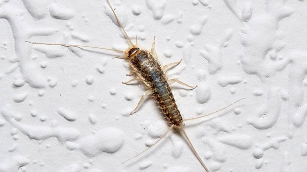 Chemical Treatments for silverfish, origins of silverfish