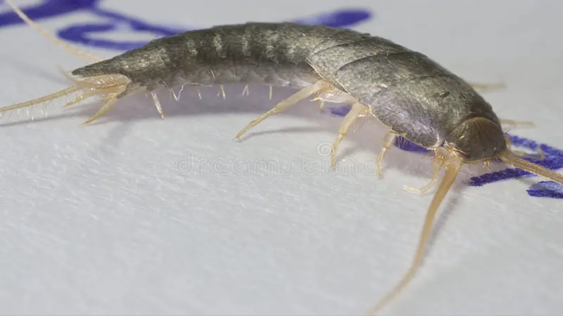 Desiccants for silverfish, silverfish, silverfish eat