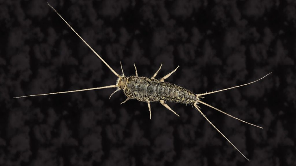 silverfish Exclusion Techniques