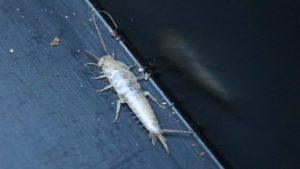 What Do Silverfish Eat? Identification, Prevention, and Control Tips