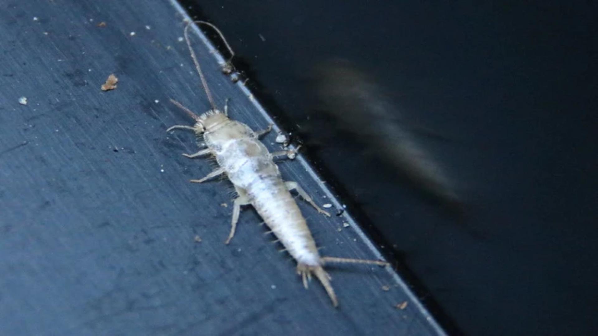 silverfish in Bathrooms