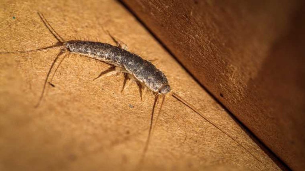 silverfish in Basements