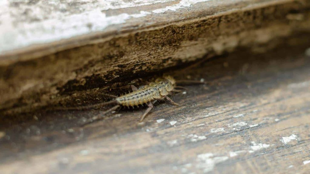 silverfish in Attics & Storage Rooms