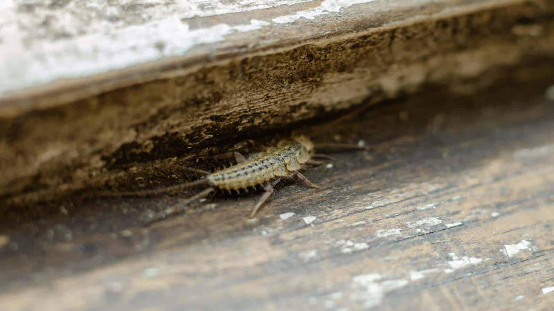 silverfish in Attics & Storage Rooms