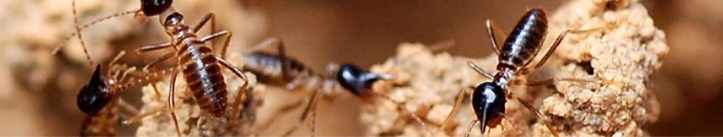 termite pest control, termite inspection, termite droppings