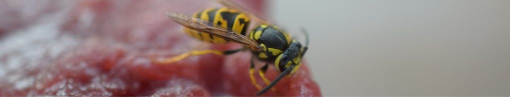 wasp removal and treatment