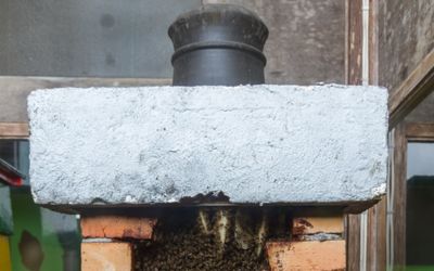 bees in chimney