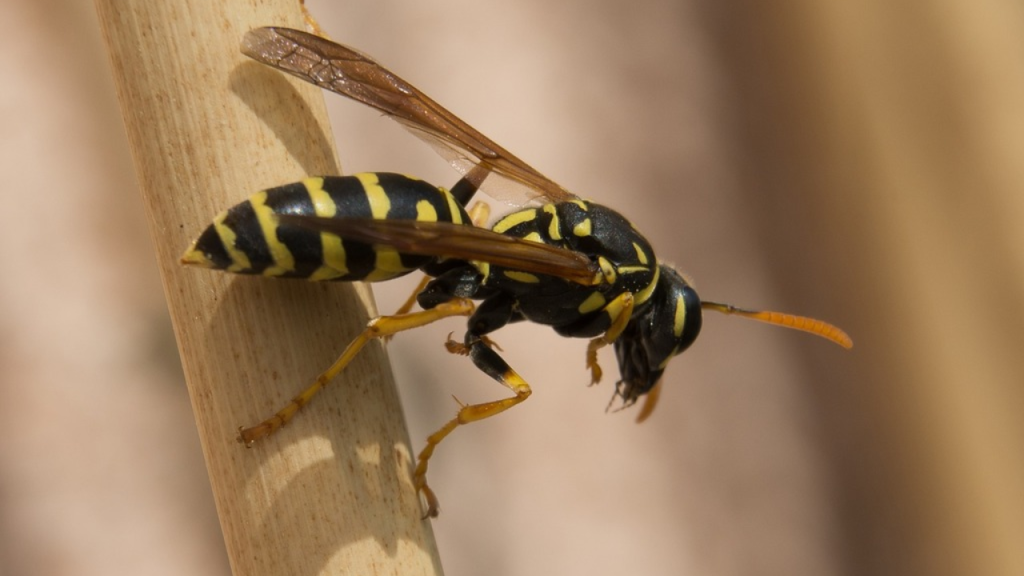 wasp sting, treat a wasp sting