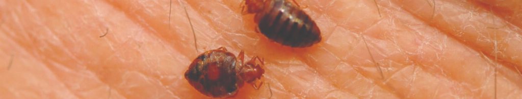 bedbug control