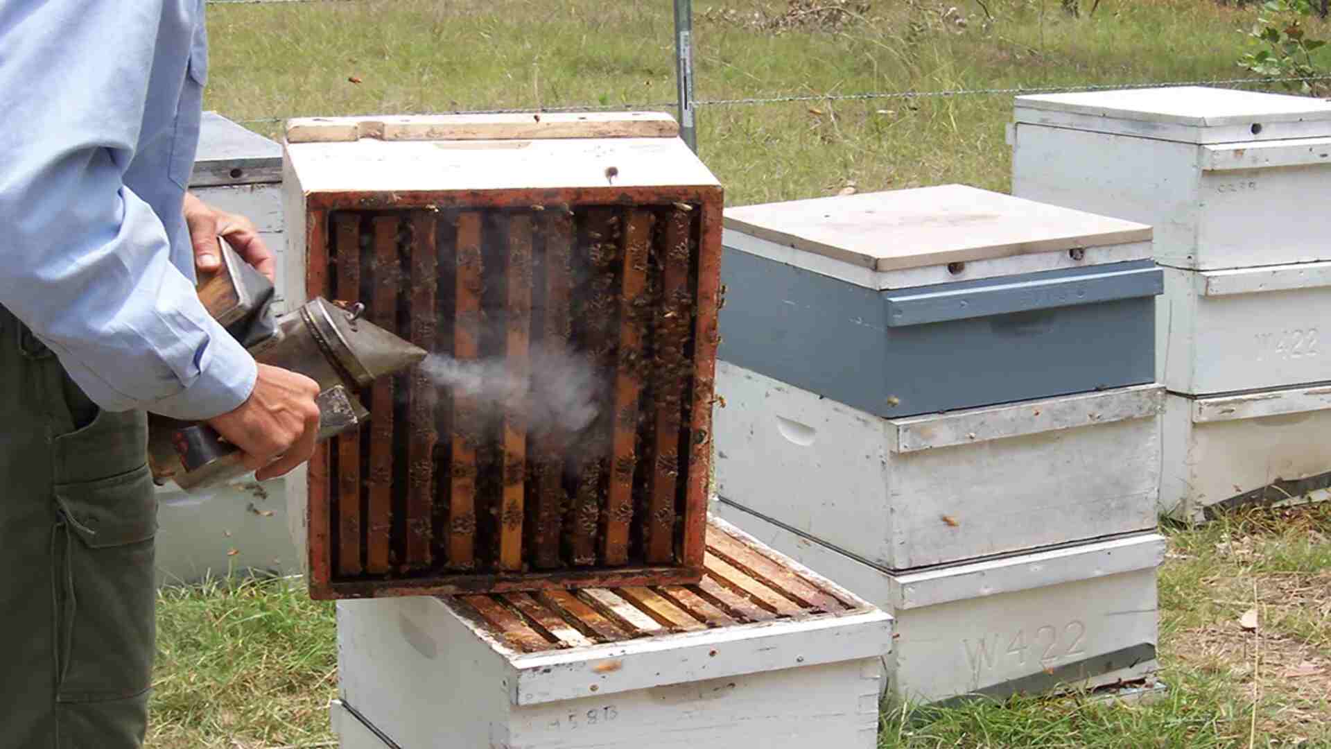 bees smoke treatment