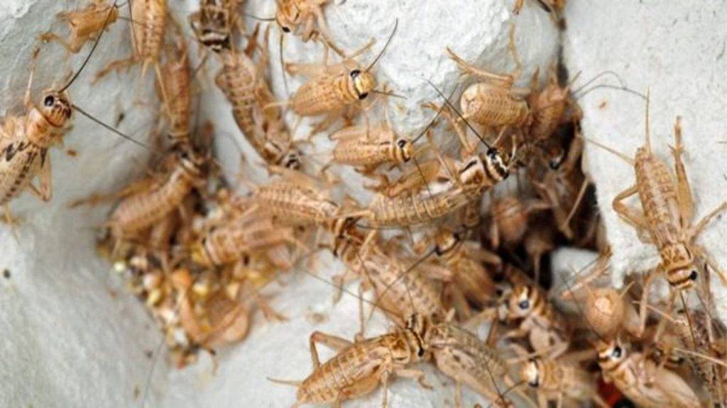 cricket in Basements & Crawl Spaces