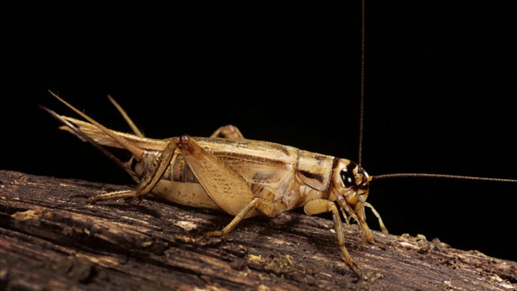 crickets Under Furniture